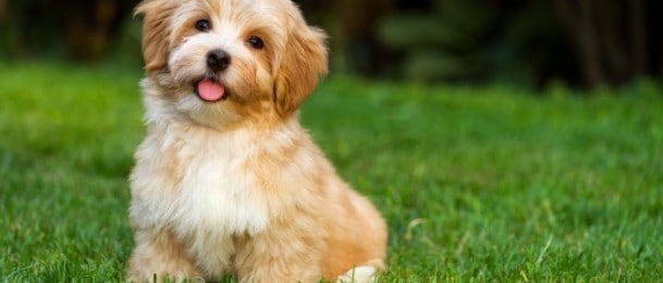 Što znači psić na poklon?