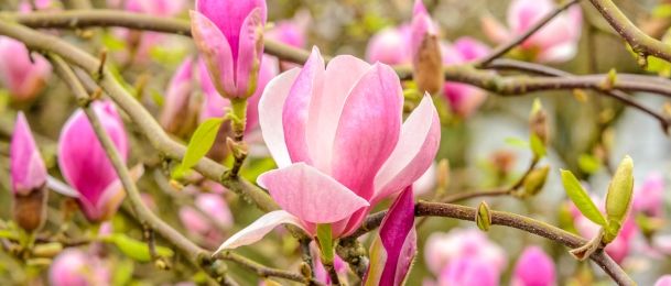 Magnolija