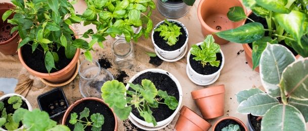 Biljni ritual za prosperitet