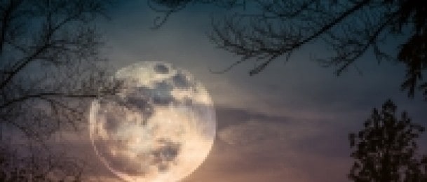 Mjesec i šumarski radovi - utjecaj mjeseca na kvalitetu drveta