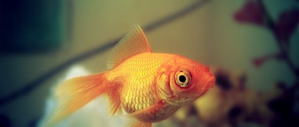 Želje u ponoć horoskopskih znakova