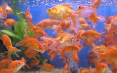 Želje u ponoć – horoskopski znakovi