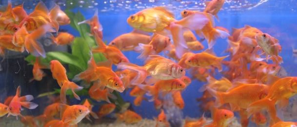 Želje u ponoć - horoskopski znakovi