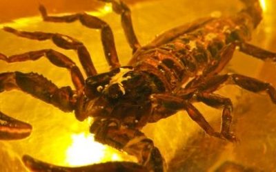 Strijelac i škorpion – želje u ponoć