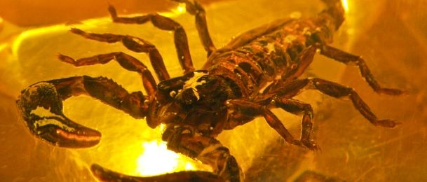 Strijelac i škorpion - želje u ponoć