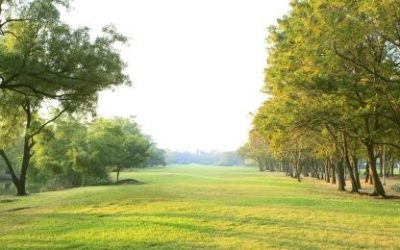 Doktor Bach i Dvanaest iscjelitelja