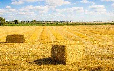 Slama i trska – zaštita od zračenja