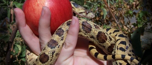 Zabranjeno voće je uvijek najslađe