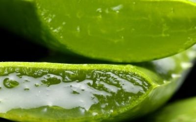 Aloe vera
