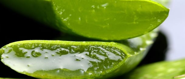 Aloe vera