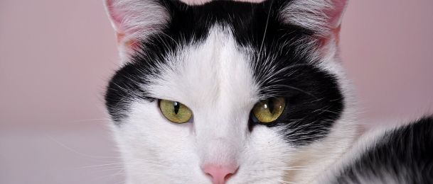 Japanska mačka - simbol dobre sreće