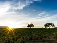 Posao iz snova: Čuvar mačaka na grčkom otoku iz raja