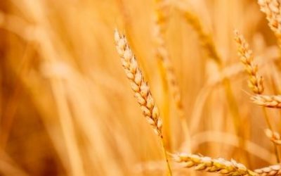 Mlada zelena pšenica