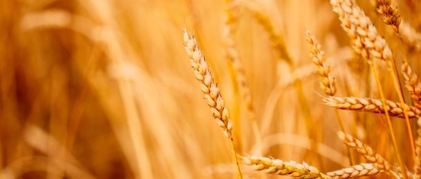 Mlada zelena pšenica