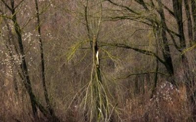 Čega se najviše boje škorpioni?