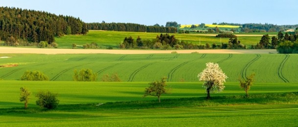 Pojedini dijelovi biljke - Korijenje