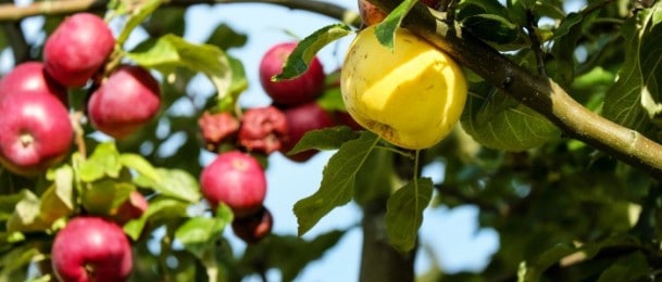 Jabuke pomažu kod boljeg seksa