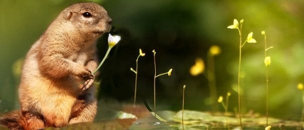 Značenje indijanskih simbola