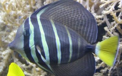 Čega se najviše boje ribe?