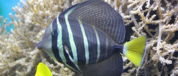 Čega se najviše boje ribe?