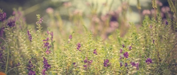 POVRTNJAK, VOĆNJAK, CVIJETNJAK