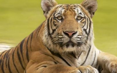 Kineski horoskop – tigar