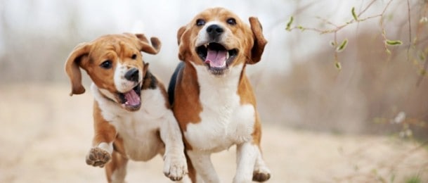 Psi nas zaista razumiju